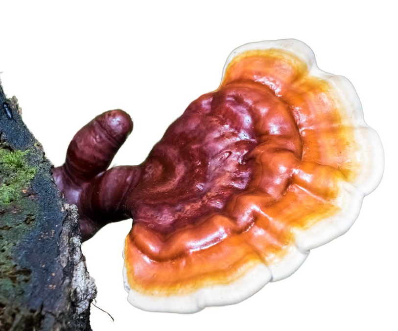 Reishi článek_1